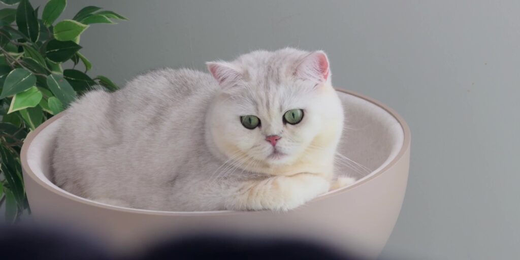 LG PuriCare™ AeroCatTower Air Purifier Review: 4-in-1 Solution! 2 1.3 reco temp